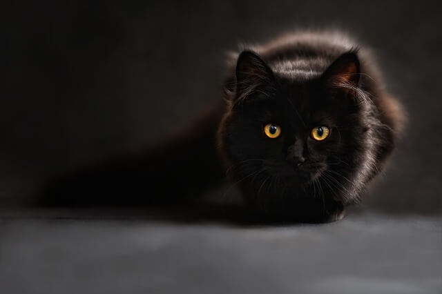 Czarny kot z błyszczącymi, żółtymi oczami