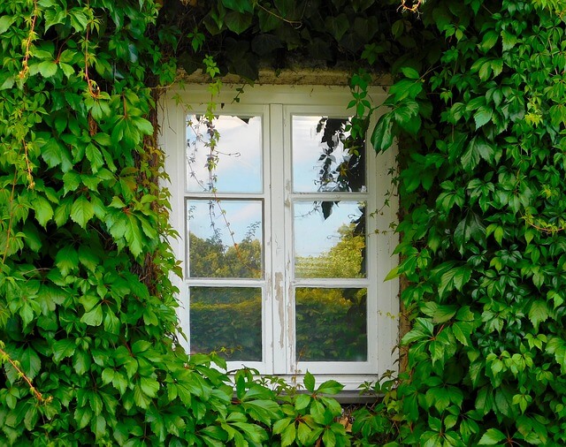okno otoczone bluszczem