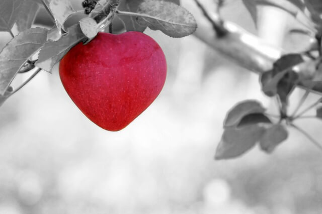 Jabłko w kształcie serca na gałęzi