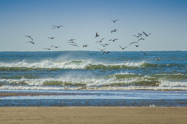 Mewy latające nad morzem